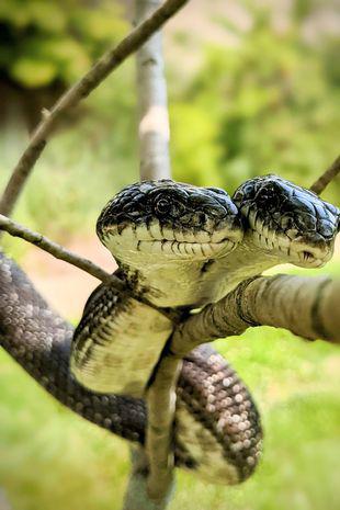 Rắn hai đầu có tỷ lệ sống sót chỉ khoảng 1/100 triệu. Ảnh: Pen News