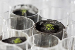 Thế giới - Lần đầu tiên hạt giống cây trồng nảy mầm trên đất lấy từ Mặt trăng