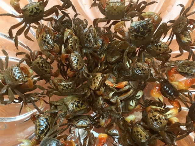 Ẩm thực - Loài đặc sản "nhát chết", giống con cua, trước cho không ai lấy nay đổi đời bán giá đắt ở thành phố