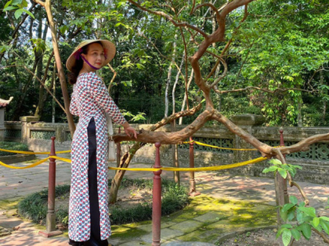Thanh Hóa: Bí ẩn cây ổi 89 năm tuổi cứ sờ vào là ”cười khúc khích” ở Khu di tích Lam Kinh