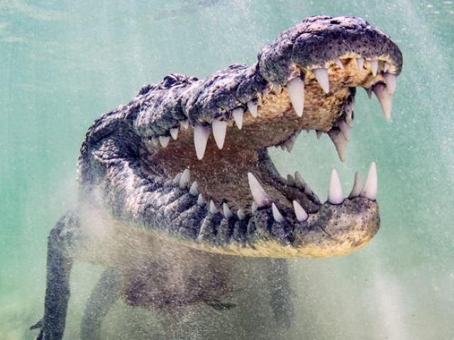 Media - Con vật đáng sợ khiến "vua sư tử", "chúa sơn lâm", báo đốm ôm hận