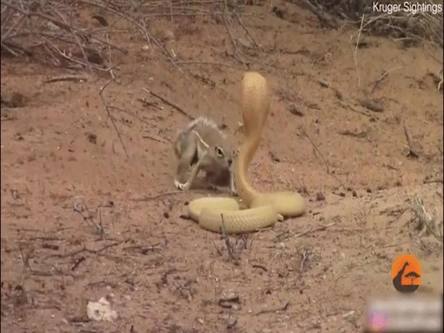 Phi thường - kỳ quặc - Video: Sóc đất kịch chiến rắn hổ mang cực độc và cái kết bất ngờ