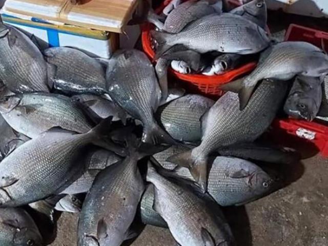 Loại cá ở Việt Nam nghe tên rất đáng sợ, ai cũng tránh xa, nay dân bắt về bán 200.000/kg