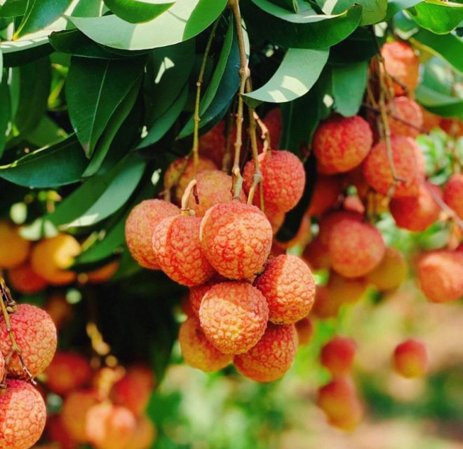 Chất lượng trái vải thiều Bắc Giang năm 2022 dự báo ngon nhất từ trước tới nay. ẢNH: Sở Công thương tỉnh Bắc Giang