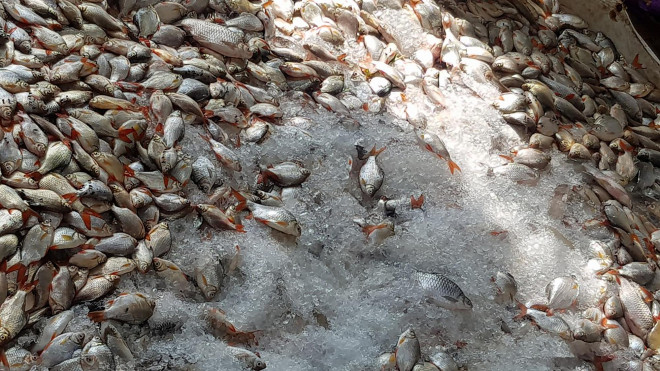 Hơn 150 tấn cá đã chết ở Châu Đốc