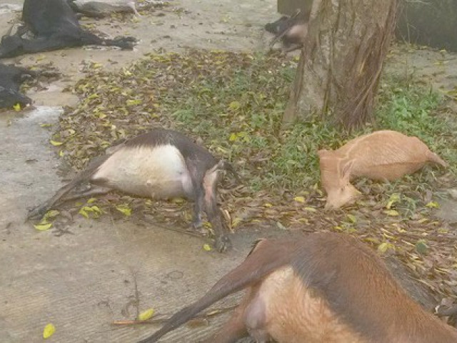 Tin tức trong ngày - Đàn dê 11 con chết bất thường khi vào nghĩa địa ăn cỏ