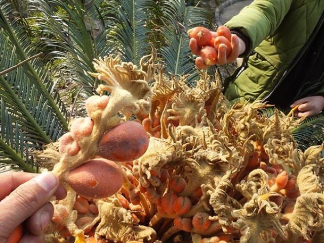 Thị trường - Tiêu dùng - Loài cây 20 năm mới ra quả, mang lại giàu sang may mắn, người mua "săn lùng" như báu vật