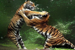 Media - Clip: 2 mãnh hổ đại chiến "nảy lửa"