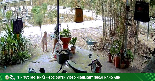 Video: Phát hiện rắn hổ mang, người phụ nữ cầm chổi đánh tới tấp