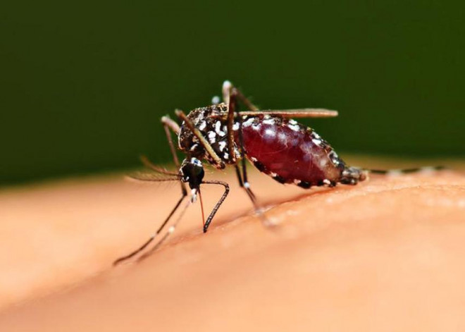 Một con muỗi với bụng căng tràn đầy máu của nạn nhân. Ảnh: GOOGLE