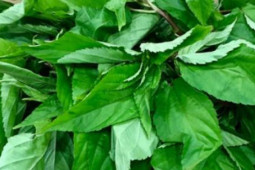 Sức khỏe đời sống - Rau đay giải nhiệt ngày hè, chữa táo bón hiệu quả