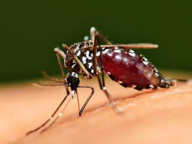 Thế giới - Phát hiện đột phá về cơ chế muỗi chọn 'nạn nhân' để hút máu