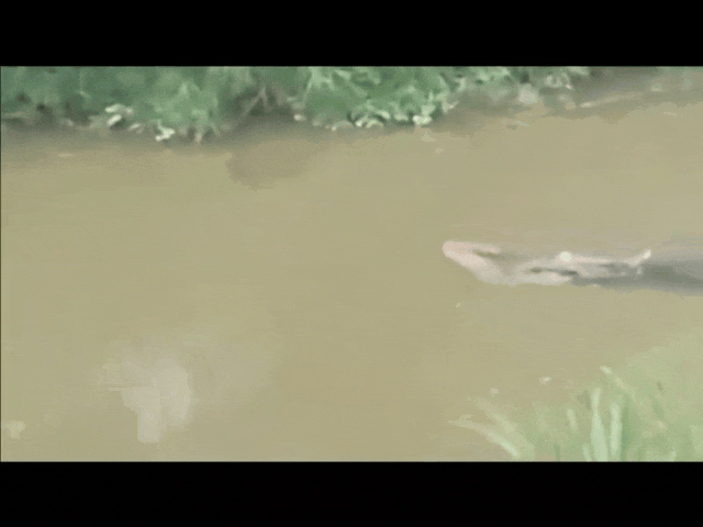 Indonesia: Đi câu bị cá sấu lôi xuống sông và điều hãi hùng sau đó