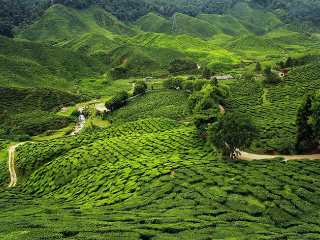 Các đồn điền chè Assam ở đông bắc Ấn Độ với những cánh đồng chè xanh mướt tưởng như trải dài bất tận.
