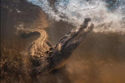 Đang bơi bị cá sấu ngoạm chặt tay, du khách kiên cường giành giật sự sống