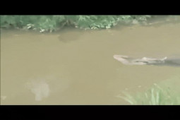 Thế giới - Indonesia: Đi câu bị cá sấu lôi xuống sông và điều hãi hùng sau đó