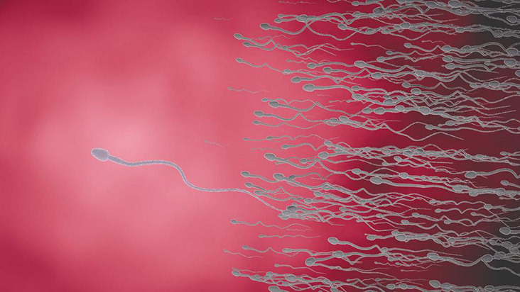 How long can sperm survive outside after ejaculation?  - 3