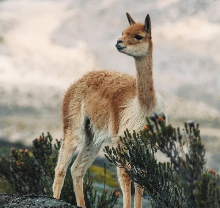 Dù bề ngoài có phần yểu điệu nhưng lạc đà Vicuña không phải là loài yếu đuối. Chúng sống trên các đỉnh núi Andes - khu vực nổi tiếng với môi trường sống khắc nghiệt.
