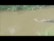 Thế giới - Indonesia: Đi câu bị cá sấu lôi xuống sông và điều hãi hùng sau đó