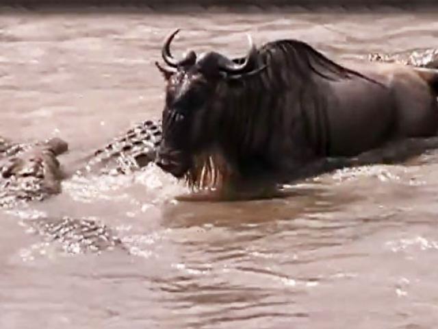 Media - Bị đàn cá sấu bao vây cắn xé, linh dương "cứng đầu" vẫn thoát chết kỳ diệu