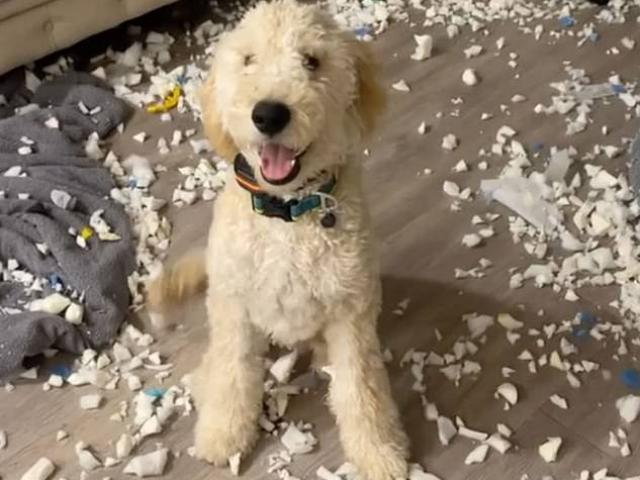 Bạn trẻ - Cuộc sống - Clip: Chú chó khiến cô chủ "câm nín" khi gây ra tội lỗi