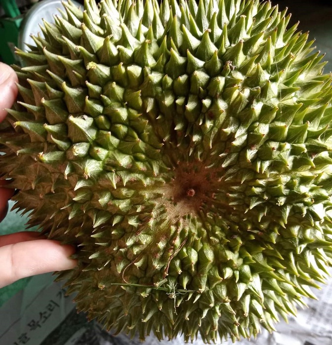 Sầu riêng Musang King có hình ngôi sao ở cuối quả, gai nhọn hơn Ri 6.