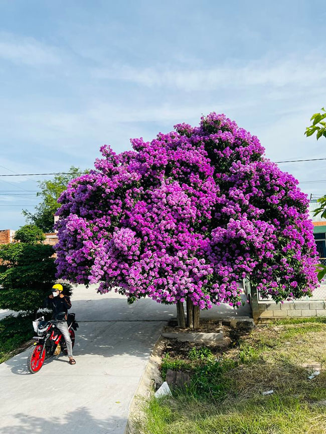 Cận cảnh &#34;cây bằng lăng đẹp nhất Việt Nam&#34; khiến ai qua cũng mê mải ngắm nhìn - 7