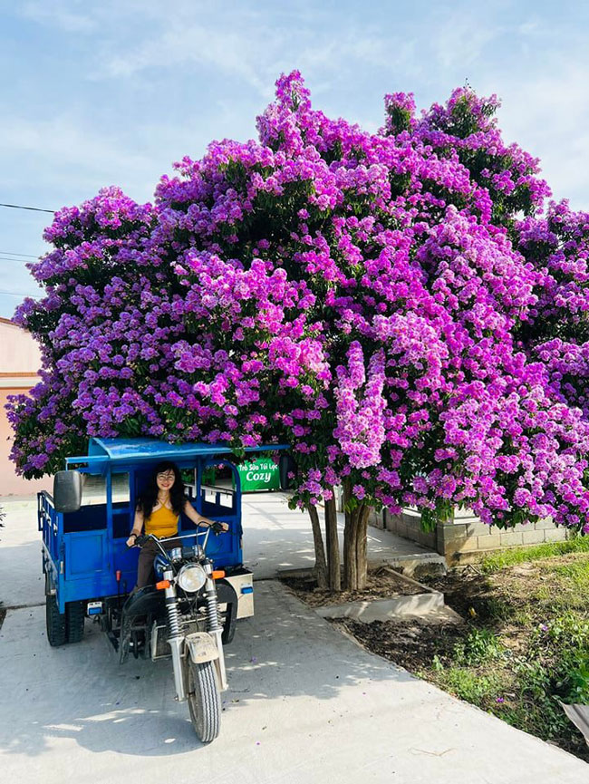 Cận cảnh &#34;cây bằng lăng đẹp nhất Việt Nam&#34; khiến ai qua cũng mê mải ngắm nhìn - 4