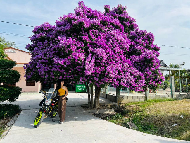 Cận cảnh &#34;cây bằng lăng đẹp nhất Việt Nam&#34; khiến ai qua cũng mê mải ngắm nhìn - 5