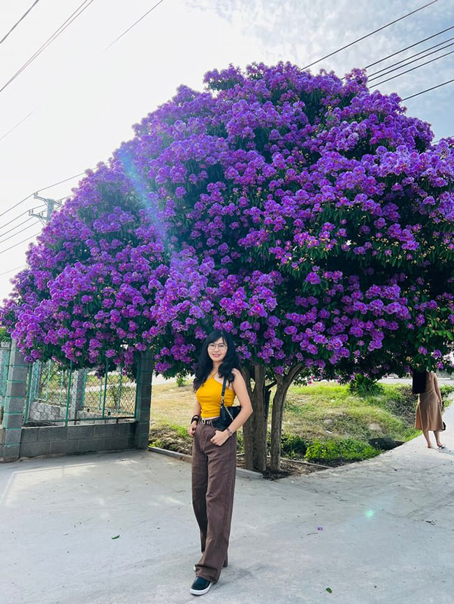 Cận cảnh &#34;cây bằng lăng đẹp nhất Việt Nam&#34; khiến ai qua cũng mê mải ngắm nhìn - 6