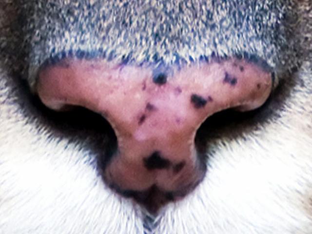 Giáo dục - du học - Thử tài đoán xem đây là mũi của loài động vật nào?