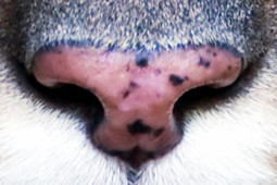 Giáo dục - du học - Thử tài đoán xem đây là mũi của loài động vật nào?