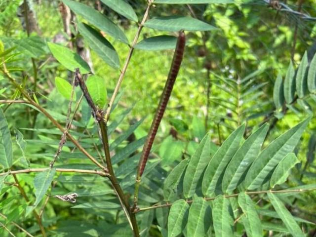 Sức khỏe đời sống - Hai vợ chồng teo cơ, liệt toàn thân vì ăn thảo mộc để chữa bệnh