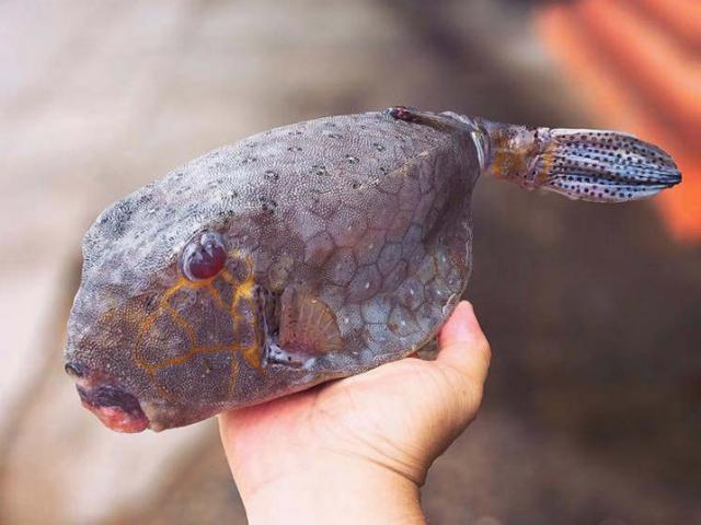 Loài cá hiếm ở Việt Nam, trông dữ dằn nhưng ăn rất ngon, 2 triệu đồng/con