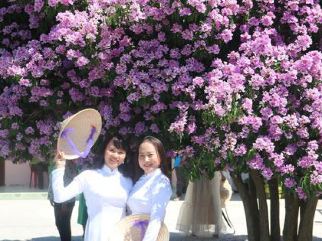 Tin tức trong ngày - Du khách ngất ngây trước cây bằng lăng "đẹp nhất Việt Nam"