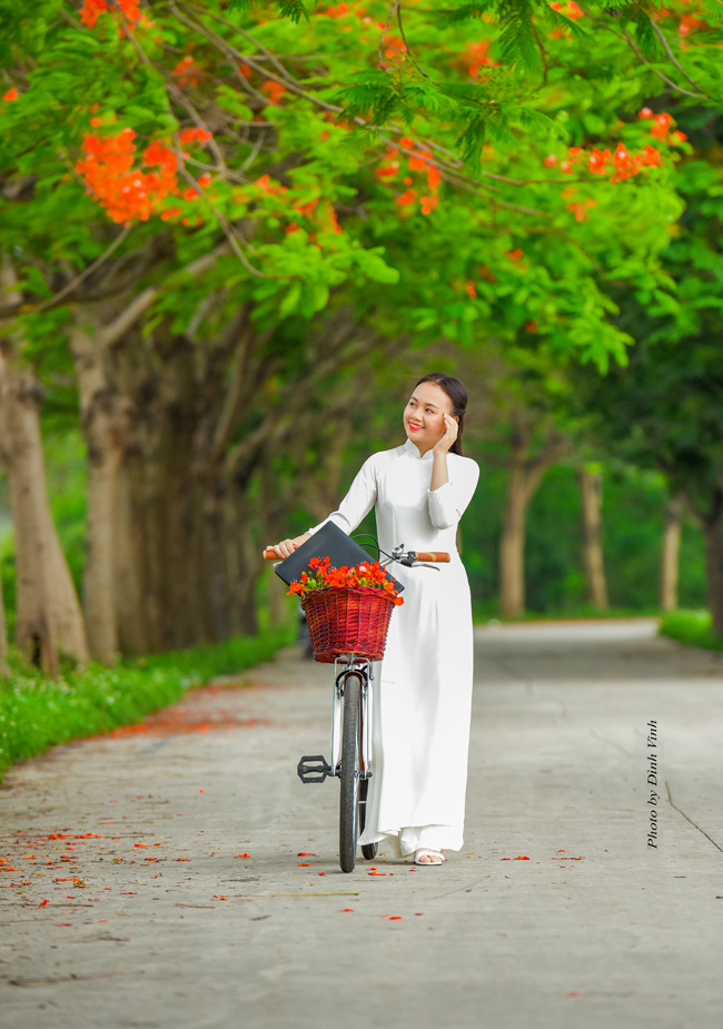 Diện áo dài trắng thướt tha, Hồng Nhung gây ấn tượng với vẻ đẹp dịu dàng, trong sáng dưới những chùm phượng đỏ ngợp trời. 
