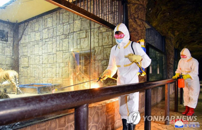 Nhân viên y tế khử trùng sở thú ở thủ đô Bình Nhưỡng vào ngày 20-5. Ảnh: KCNA/Yonhap