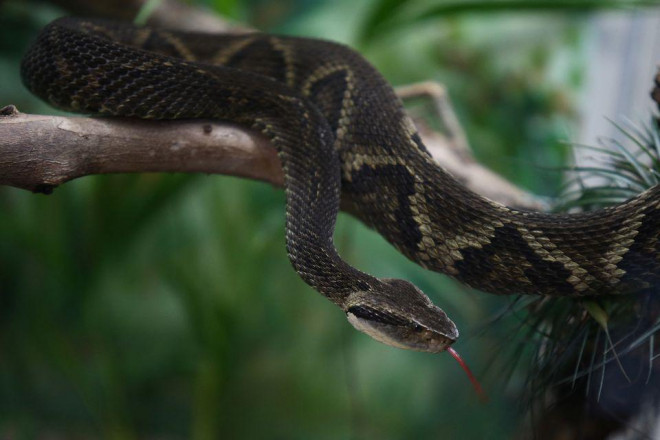 Mỗi năm ở Brazil có khoảng 26.000 trường hợp bị rắn cực độc bothrops jararaca tấn công. Ảnh: Reuters