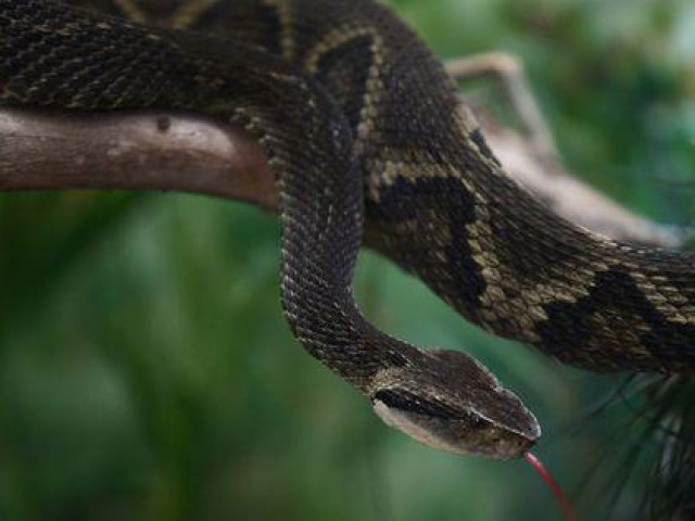 Thế giới - Vô hiệu nọc rắn cực độc nhờ hợp chất không ngờ