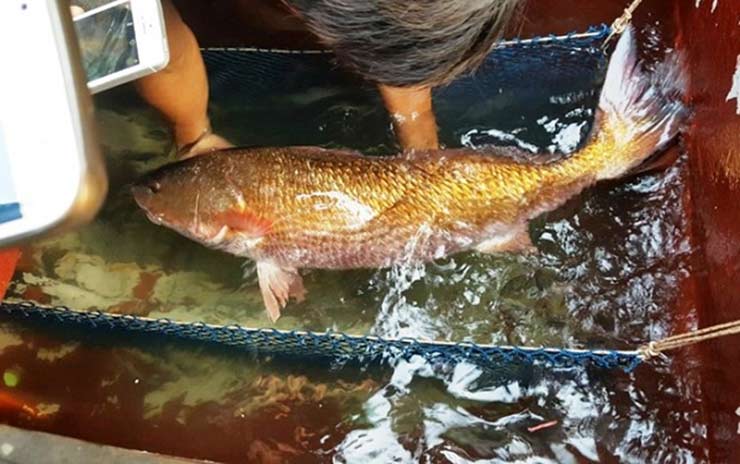 Cá sủ vàng được&nbsp; xếp vào danh sách những loại cá đắt đỏ nhất thế giới