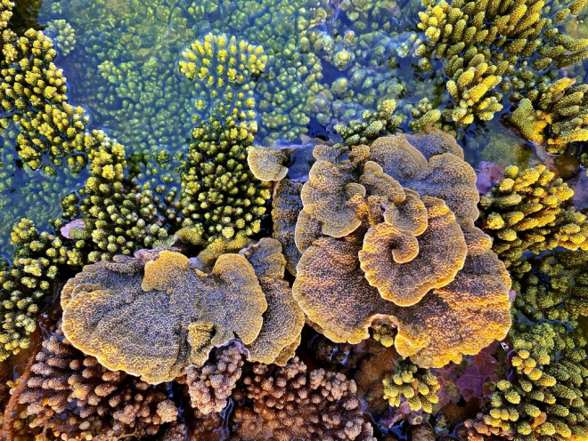 Admire the beautiful open-air coral garden in Phu Yen - 2