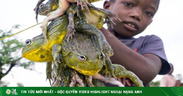 Why do Africans eat this extremely poisonous giant frog?