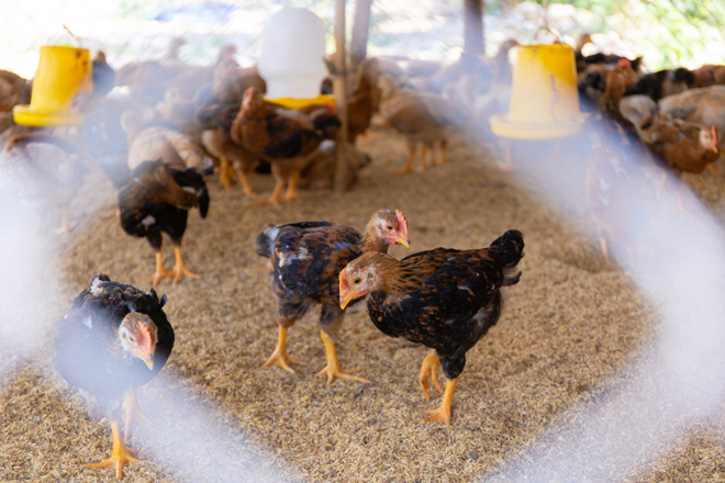 Mô hình chuồng trại đạt tiêu chuẩn kỹ thuật kết hợp với phương pháp đệm lót sinh học góp phần nâng cao hiệu suất chăn nuôi gia cầm