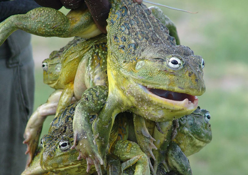 Why do Africans eat this extremely poisonous giant frog?  - first