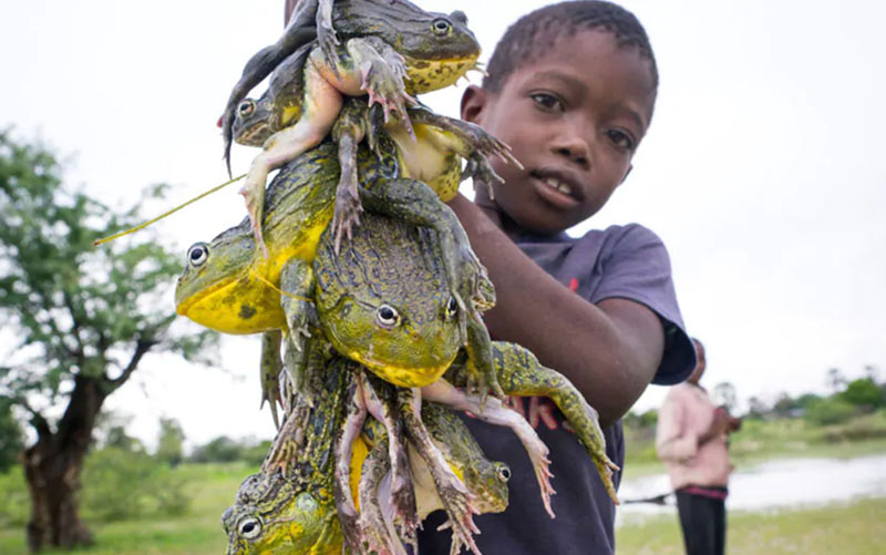 Why do Africans eat this extremely poisonous giant frog?  - 4