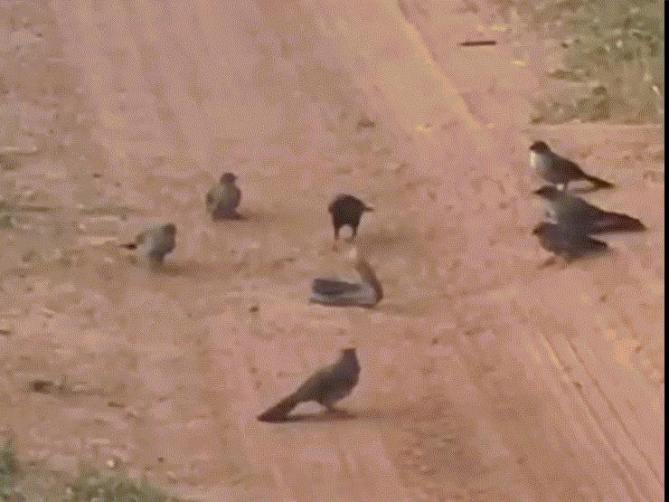 Media - Clip: Đàn chim thay nhau "tung võ" tấn công rắn độc