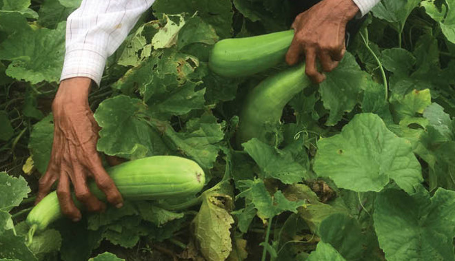 The price of melon is very " chestnut&# 34;, can make many delicious, cool and strange dishes - 1