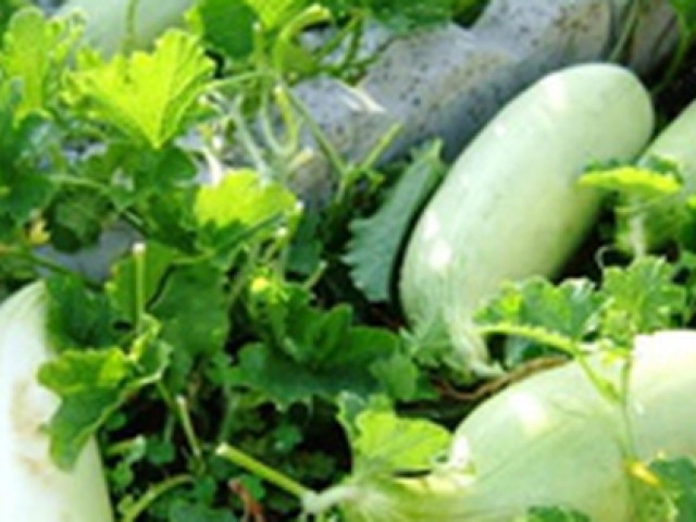 Ẩm thực - Dưa gang giá rất "hạt dẻ", làm được nhiều món ngon, thanh mát, lạ miệng