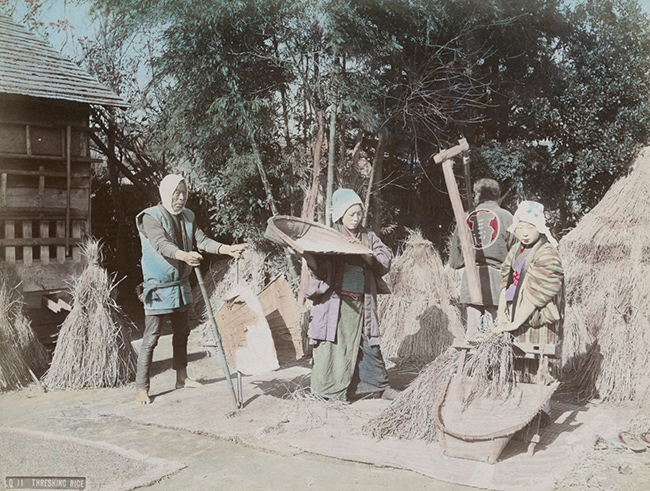 Những người nông dân tuốt lúa bằng những dụng cụ thô sơ hoàn toàn thủ công trước thời Minh Trị. 
