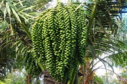 Thị trường - Tiêu dùng - Nghề lạ: "Mổ" cây lấy nước cũng ra tiền